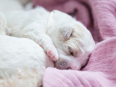 puppy sleep patterns