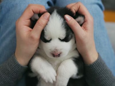 puppy sleep schedule