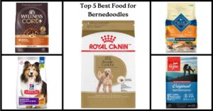 Best Food for Bernedoodles
