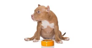 Best Foods for Pitbull Puppies