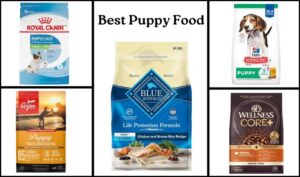 Best Puppy Food