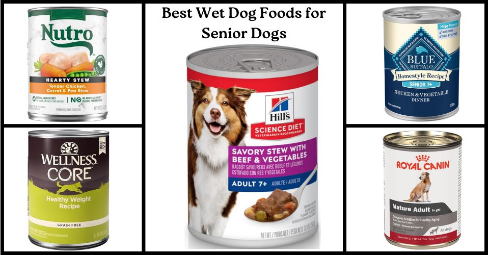 Best Wet Dog Foods for Senior Dogs