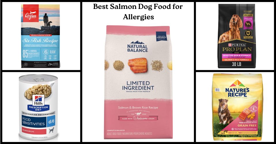 Best Salmon Dog Food for Allergies