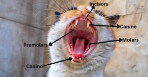 cat teeth diagram