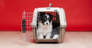 how to crate train your puppy in 3 days