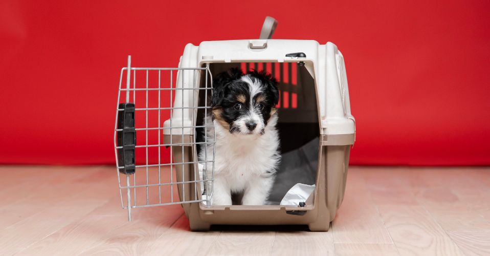 how to crate train your puppy in 3 days