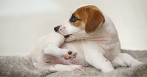 how to identify dog food allergies