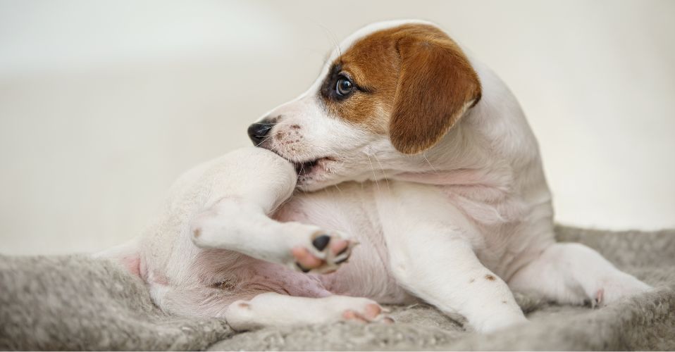 how to identify dog food allergies