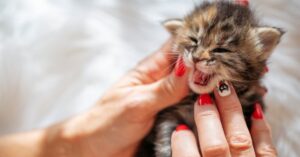 kitten teeth age chart