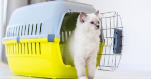 puppy crate training schedule