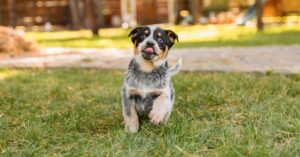puppy potty training schedule