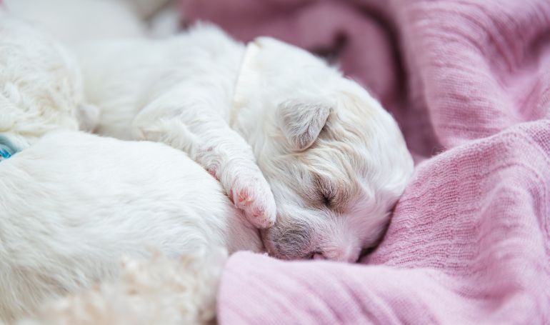 puppy sleep patterns