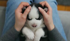 puppy sleep schedule